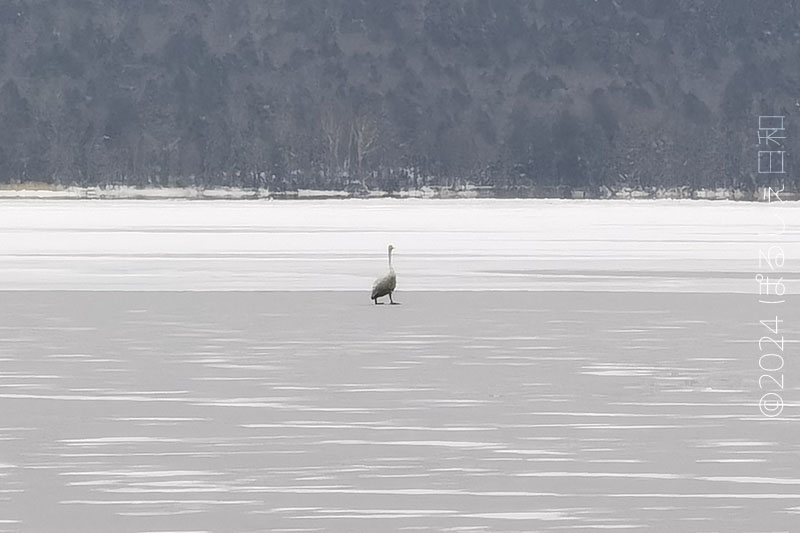 阿寒湖 氷上の鳥