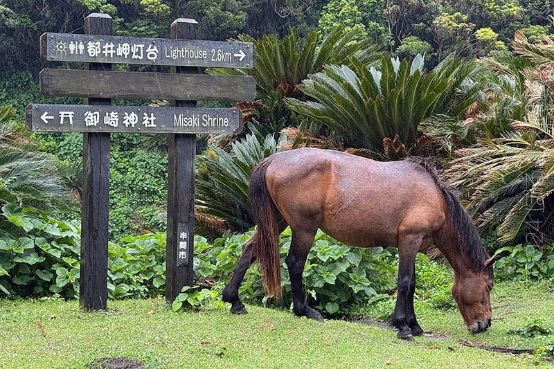 都井岬の馬