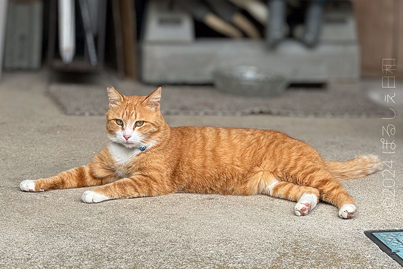 崎津の猫