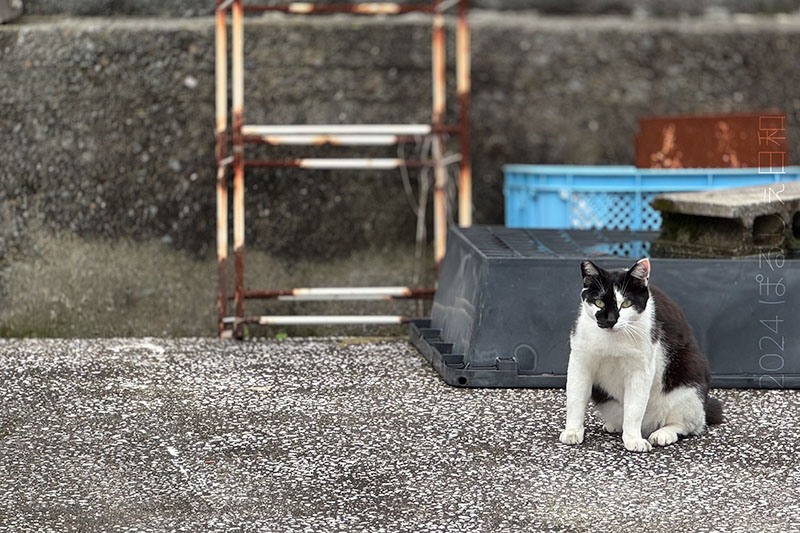 崎津の猫