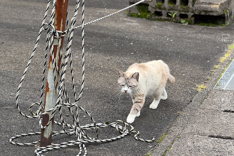 崎津の猫