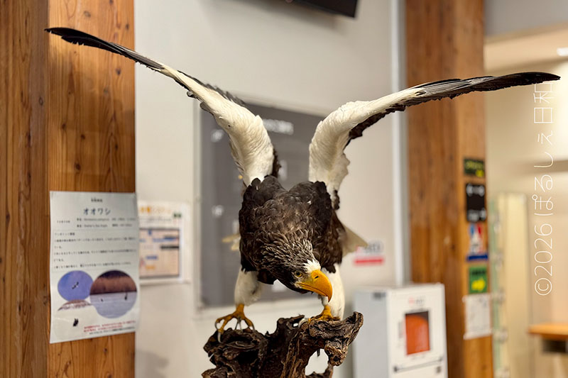 ウトナイ湖野生鳥獣保護センター オオワシの剥製