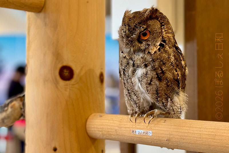 ウトナイ湖野生鳥獣保護センター オオコノハズクの剥製